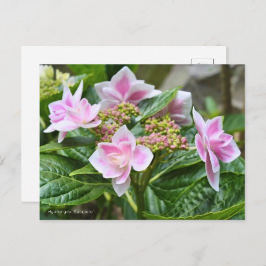 Hydrangea 'Konpeito' [Postcard] ポストカード (正面/裏面)