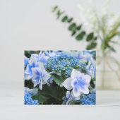 Hydrangea 'Konpeito' [Postcard] ポストカード (スタンド正面)