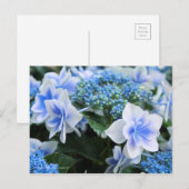 Hydrangea 'Konpeito' [Postcard] ポストカード (正面/裏面)