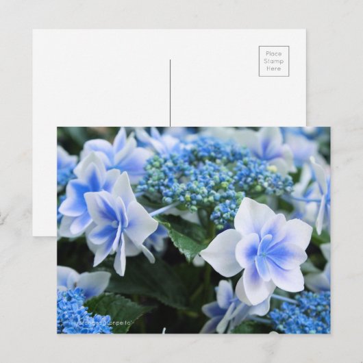 Hydrangea 'Konpeito' [Postcard] ポストカード (正面/裏面)
