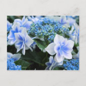 Hydrangea 'Konpeito' [Postcard] ポストカード (正面)