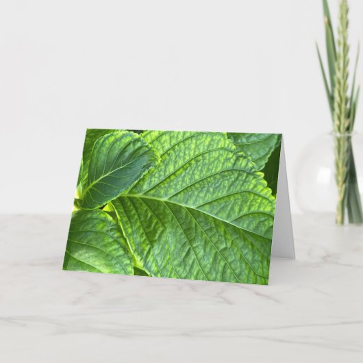 Hydrangea Leaves Close-Up Blank Note Card サンキューカード (正面)