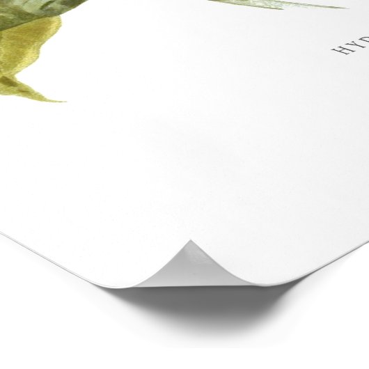 Hydrangea lindleyana ポスター (角)