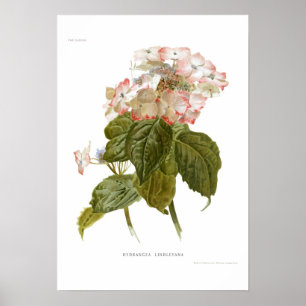 Hydrangea lindleyana ポスター
