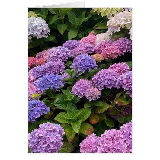 Hydrangea Photograph (正面)
