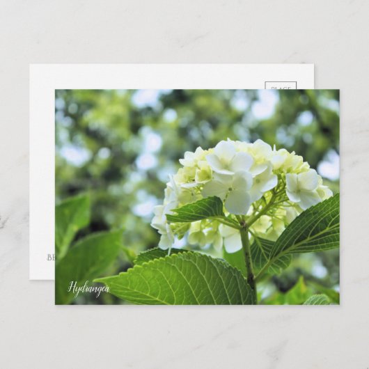 Hydrangea [Postcard] ポストカード (正面/裏面)