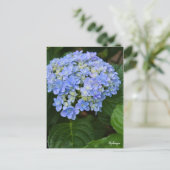 Hydrangea [Postcard] ポストカード (スタンド正面)