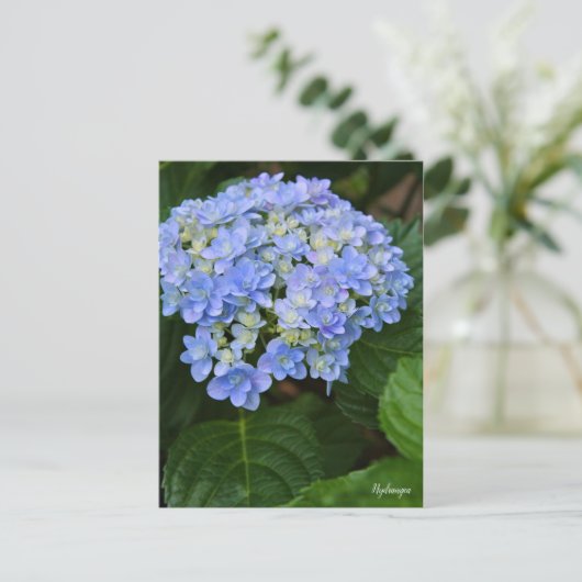 Hydrangea [Postcard] ポストカード (スタンド正面)