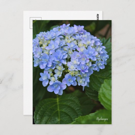 Hydrangea [Postcard] ポストカード (正面/裏面)
