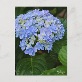 Hydrangea [Postcard] ポストカード
