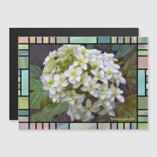 Hydrangea quercifolia [Magnet Card] (正面/裏面)