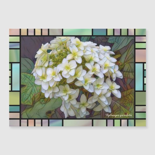 Hydrangea quercifolia [Magnet Card] (正面)
