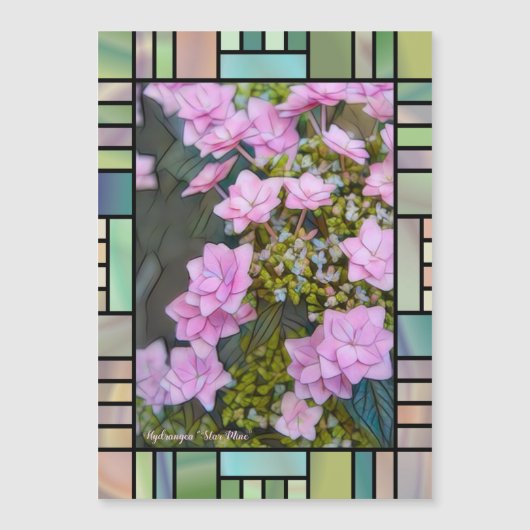 Hydrangea 'Star Mine'  [Magnet Card] (正面)