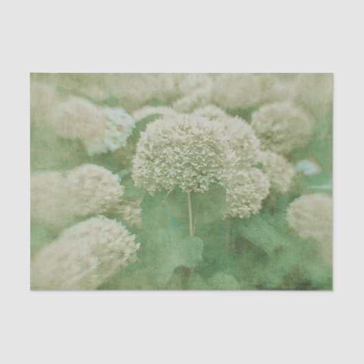 HydrangeasフローラGreen Whiteテクスチャヴィンテージ 薄葉紙 (正面)