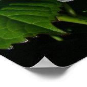 Hydrangeas ポスター (角)