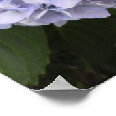 Hydrangeas by the Roadside – Nature Photography ポスター (角)