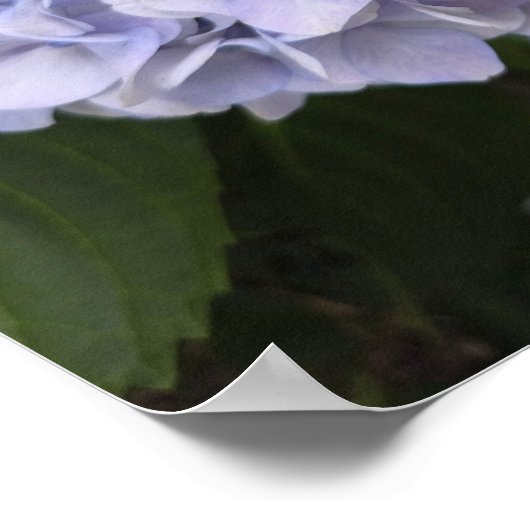 Hydrangeas by the Roadside – Nature Photography ポスター (角)