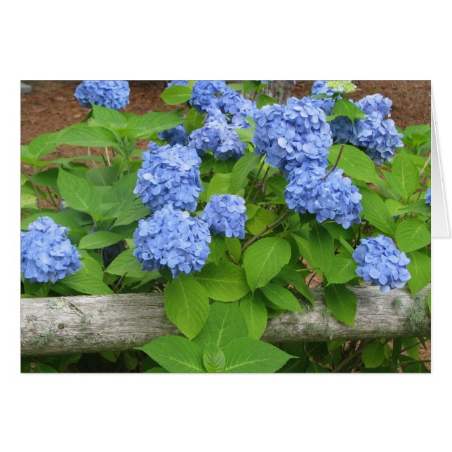 Hydrangias (正面横)