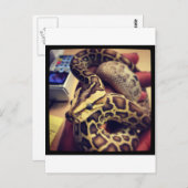 HypoベビービルマのPythonフォトデザイン。 ポストカード (正面/裏面)