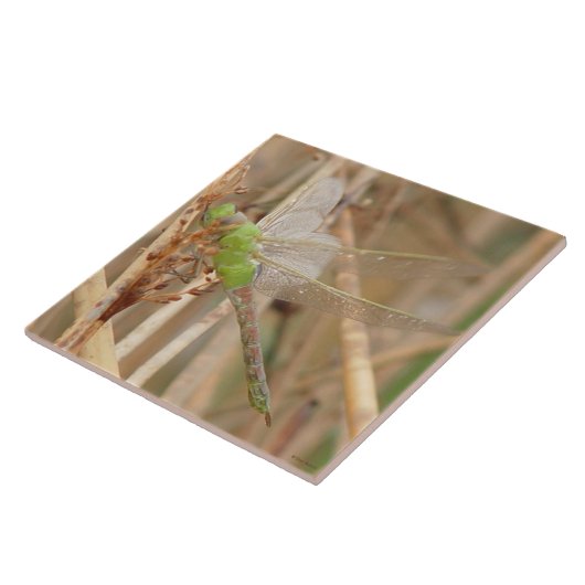 I1グリーントンボ タイル (側面)