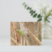 I1緑のトンボ ポストカード (スタンド正面)