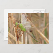 I1緑のトンボ ポストカード (正面/裏面)