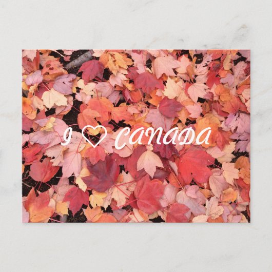 I ❤カナダ ポストカード (正面)