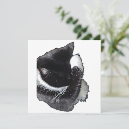 I Can't Even Right Meow (スタンド正面)