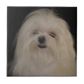 I Do Top Knotsマルチーズ タイル (正面)