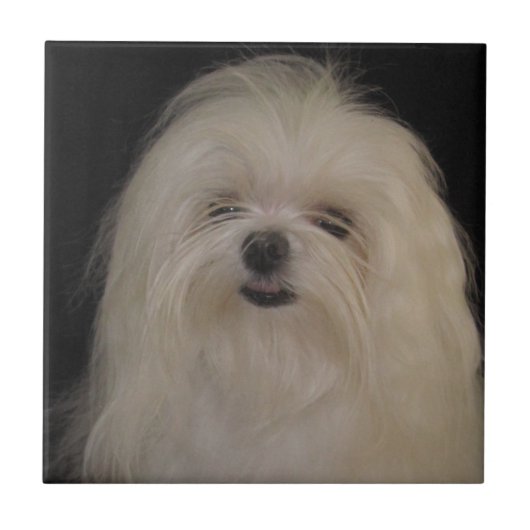 I Do Top Knotsマルチーズ タイル (正面)