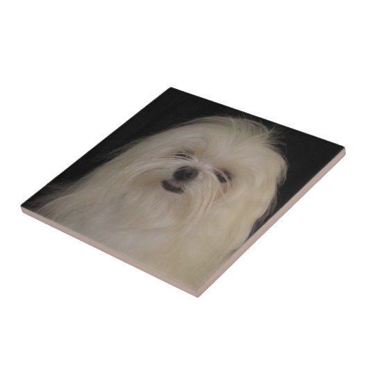 I Do Top Knotsマルチーズ タイル (側面)