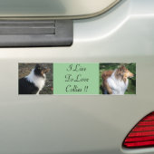 I LiveTo LoveCollies !! バンパーステッカー (車上)