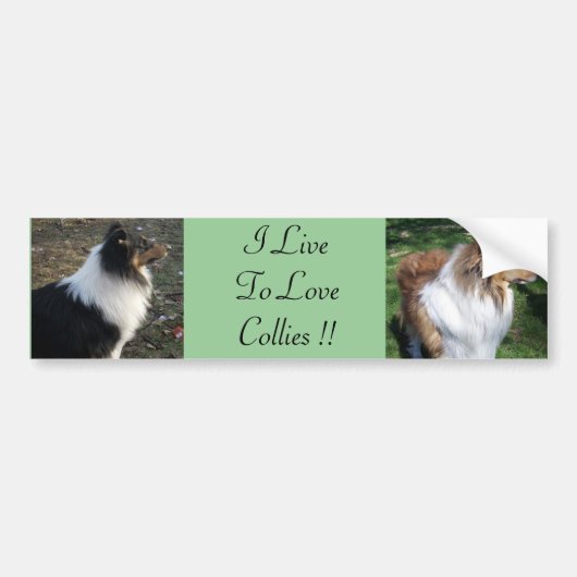 I LiveTo LoveCollies !! バンパーステッカー (正面)