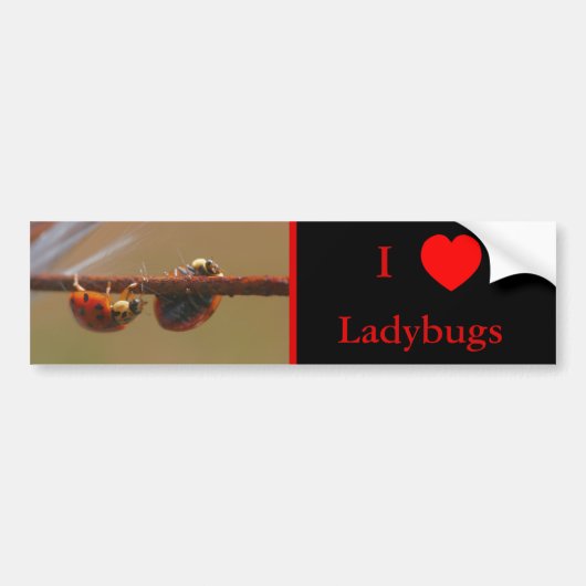 I Love Heart Ladybugs Nature  バンパーステッカー (正面)