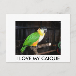 I LOVE MY CAIQUE ポストカード