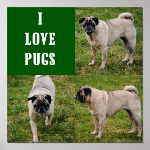 I Love Pugs Poster ポスター