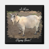 I Love Pygmy Goats magnets マグネット (正面)