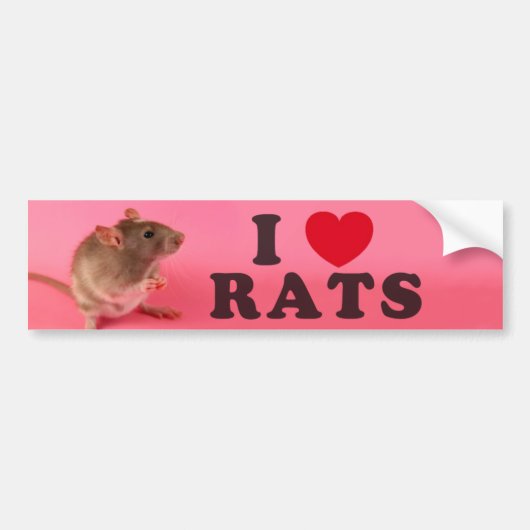 I love Rats (in pink) バンパーステッカー (正面)