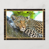 I Love You Leopard写真 ポストカード (正面)