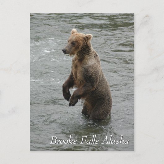 I see you fishy, Brooks Falls Alaska ポストカード (正面)