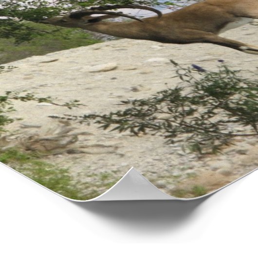 Ibexドライバ ポスター (角)