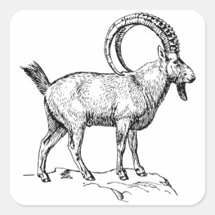 Ibex スクエアシール
