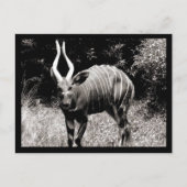 Ibex ポストカード (正面)