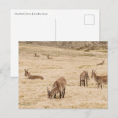 Ibex Herd Grazing in Sierra de Gredos, Spain ポストカード (正面/裏面)