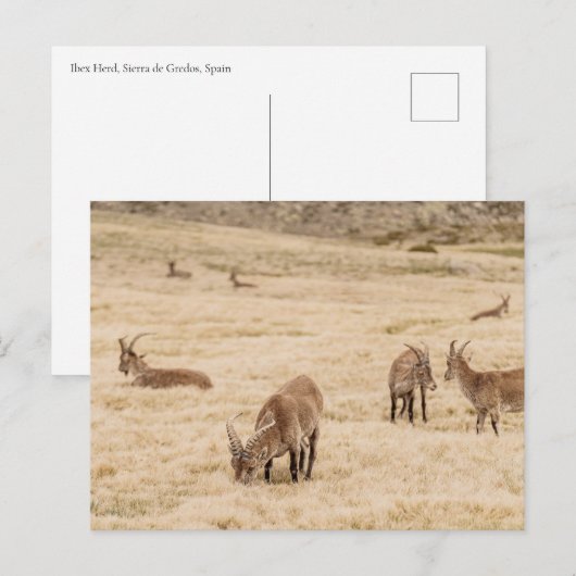 Ibex Herd Grazing in Sierra de Gredos, Spain ポストカード (正面/裏面)