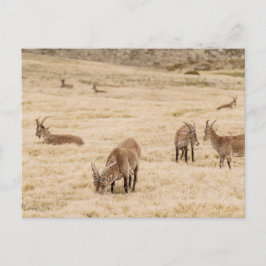 Ibex Herd Grazing in Sierra de Gredos, Spain ポストカード