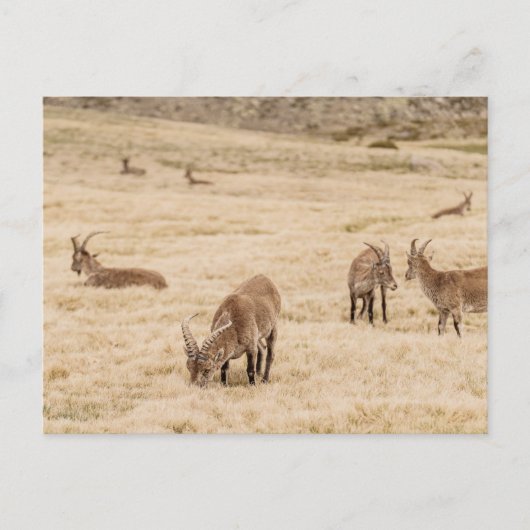 Ibex Herd Grazing in Sierra de Gredos, Spain ポストカード (正面)
