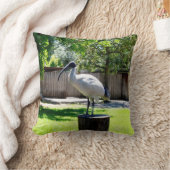 Ibis on a Tree Stump クッション (ブランケット)