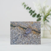 IBSP Jetty Spiderはがき ポストカード (スタンド正面)