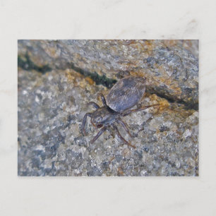 IBSP Jetty Spiderはがき ポストカード